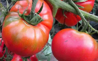 САХАРНЫЙ ПУДОВИЧОК