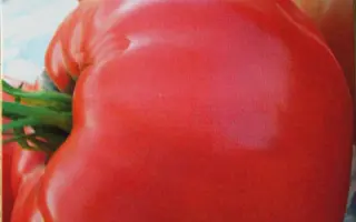 БУГАЙ РОЗОВЫЙ