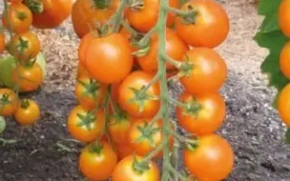 ВОЛШЕБНАЯ АРФА