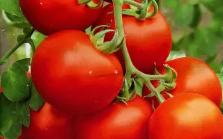 СЕВЕРНЫЙ ЭКСПРЕСС