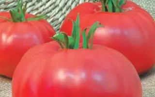 ВЕСНА СЕВЕРА
