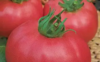 КУКЛА ДАША