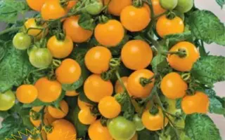 ОРАНЖЕВАЯ ШАПОЧКА