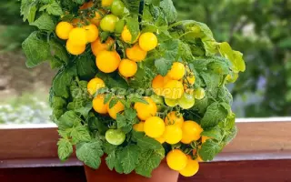 ЖЕЛТАЯ ШАПОЧКА