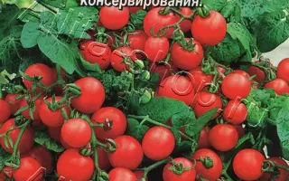 КРАСНАЯ ШАПОЧКА