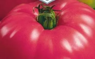 МАЛИНОВЫЙ СЛОН