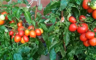 КОМНАТНЫЙ СЮРПРИЗ