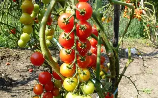 ПОМИСОЛЬКА