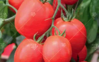 ПЕТР ПЕРВЫЙ