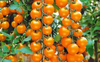 ЗВЕЗДНЫЙ ДОЖДЬ