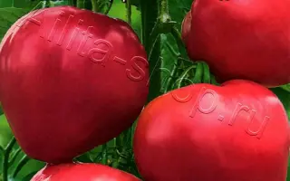 БЫЧЬЕ СЕРДЦЕ РОЗОВОЕ