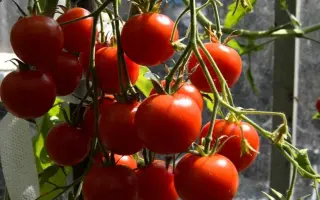 ДАЧНИК КУБАНИ