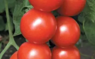 ЛЮБИМЕЦ ПОДМОСКОВЬЯ