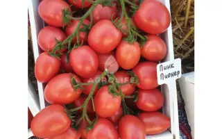 ПИНК ПИОНЕР