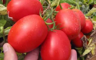 ПЕТРАРОССА