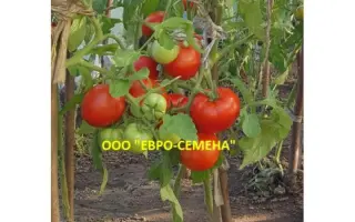 КРАСНАЯ ЗАРЯ