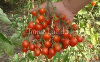 ЧУДО ГРОЗДЬ