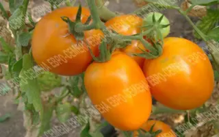 МАРЬЯ ИСКУСНИЦА