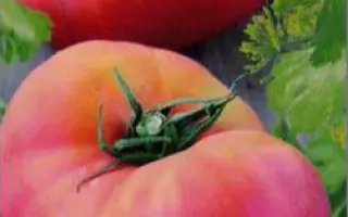 РОЗОВОЕ УТРО