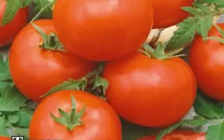 ДАР ЗАВОЛЖЬЯ