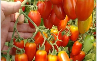 ЧЕРРИПАЛЬЧИКИ