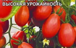 СОЛЬНЫЙ НОМЕР