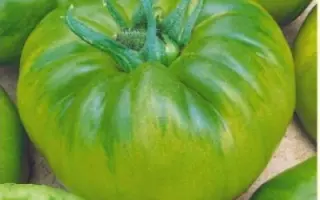 ИЗУМРУДНЫЙ ШТАМБОВЫЙ