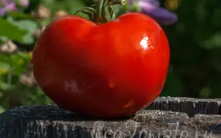 КРАСНЫЙ ГЛОБУС