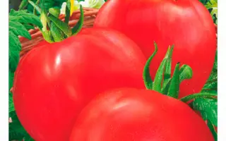 КРАСНЫЙ ЧЕМПИОН