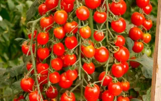 ВОЛШЕБНЫЙ КАСКАД