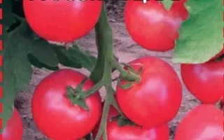 РУССКИЙ ЦАРЬ