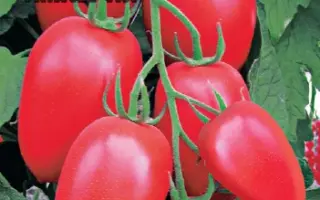 РУССКАЯ ИМПЕРИЯ