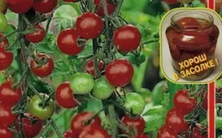 ВИШНЯ КОРОЛЕВСКАЯ