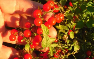 ИКРА КРАСНАЯ