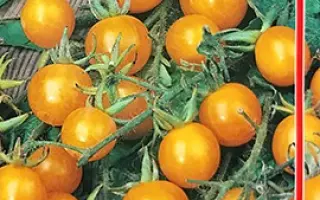 ИКРА ОРАНЖЕВАЯ