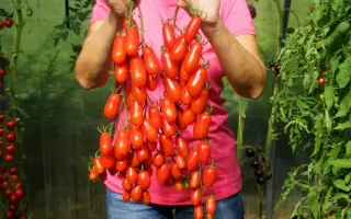 КРАСНЫЙ КЛЫК