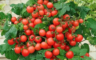 ЛУКОШКО НА ОКОШКЕ