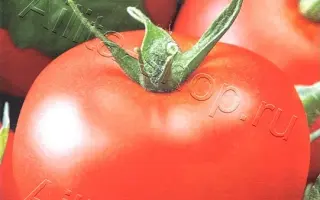 БОГАТА ХАТА