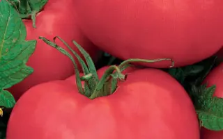 РОЗОВЫЙ ЦАРЬ