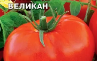 КРАСНЫЙ ВЕЛИКАН