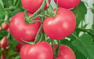 САХАР РОЗОВЫЙ