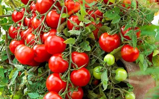 ЖЕМЧУЖИНА КРАСНАЯ