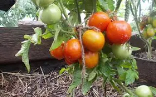 АМУРСКИЙ ШТАМБ