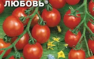 ВНУЧКИНА ЛЮБОВЬ