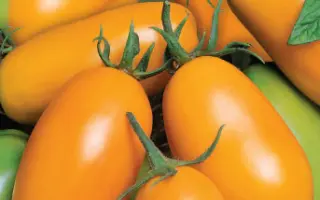 КРАСАВИЦА МОСКВЫ