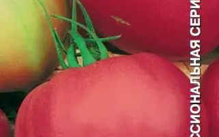 СЧАСТЬЕ