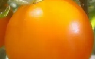 ЗОЛОТО КУБАНИ