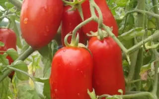 ПЕТРУША ОГОРОДНИК