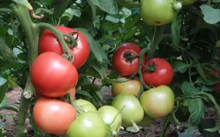 МАНИ