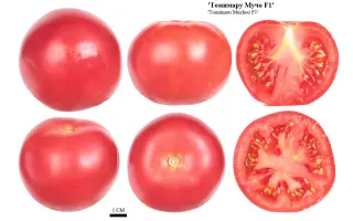 ТОМИМАРУ МУЧО